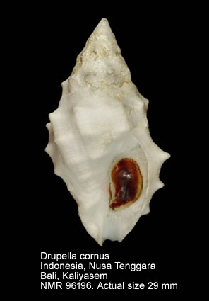 Drupella conus (5).jpg - Drupella cornus (Röding,1798)